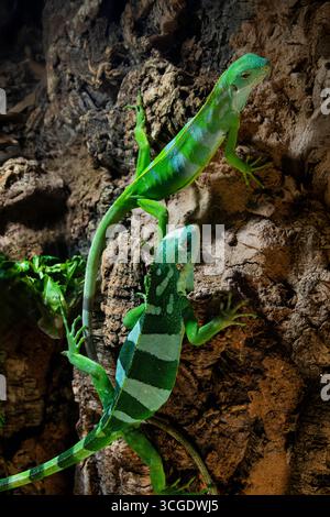Two young iguanas close up. lizards crawling on a stone wall Stock Photo