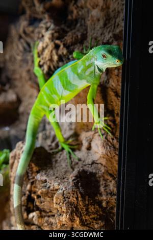 Green lizard Iguana on rock Stock Photo
