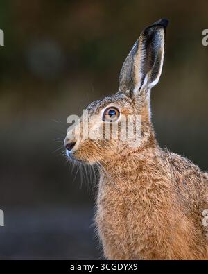 Brown Hare Stock Photo