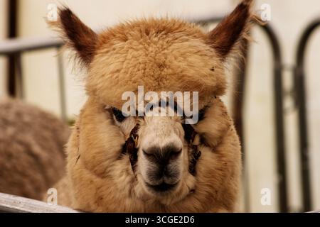 close up of the head on a Huacaya Alpaca with metal farm gates and yellow straw Stock Photo
