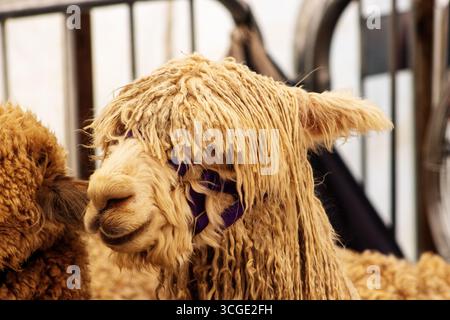 close up of the head on a Suri Alpaca with metal farm gates and yellow straw Stock Photo