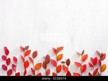 Branches of Cotoneaster with small colorful autumn leaves on  white wooden background.  Flat lay. Stock Photo