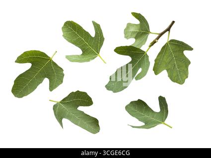 Fig leaves isolated on white background. Stock Photo