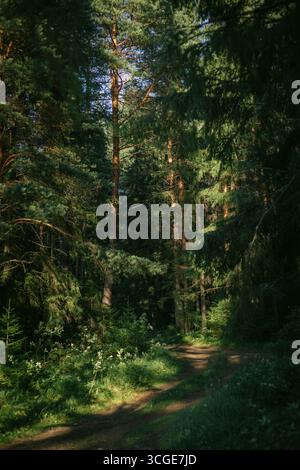 winding path stretches through a dense forest filled with vibrant greenery and tall trees under soft sunlight. serene atmosphere invites exploration a Stock Photo