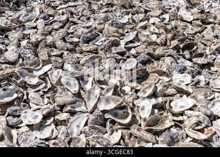 An enormous pile of empty oyster shells left to be recycled by using on oyster beds at sea to encourage new oysters to form. Stock Photo