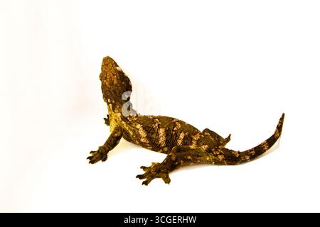 Mossy Gecko on White Background, lizard skin texture Stock Photo