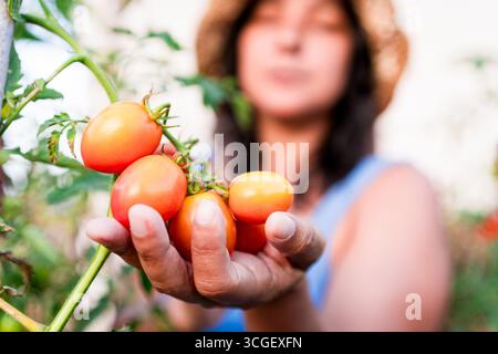 Close up woman hands holding fresh ripe cherry tomatoes outdoors in vegetables garden Stock Photo