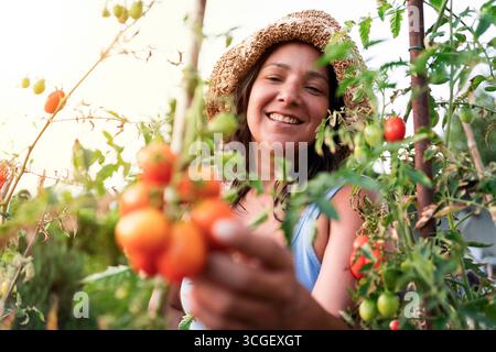 young adult smiling woman farmer harvest ripe tomatoes in a sunny field wearing straw hat Stock Photo