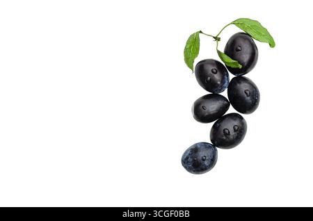 Close-up of a branch with ripe black plums and green leaves isolated on a white background. Stock Photo