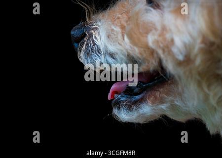 Close-up profile of a Toy Poodle’s mouth, tongue, and nose with curly fur, isolated against a dark black background. Stock Photo