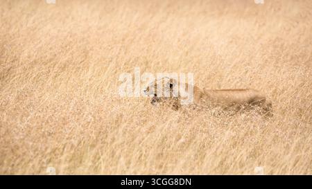 Young adult lioness, panthera leo, camouflaged in the long, dry red-oat grass of the Masai Mara, Kenya. This watchful female is hunting. Side profile. Stock Photo