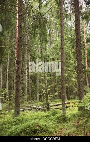 Sunlight filtering through tall pine trees and casting dappled shadows ...
