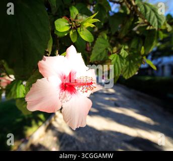 Pink Hibiscus flower on tree in the Algarve, Portugal. Stock Photo