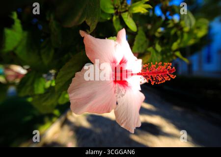 Pink Hibiscus flower on tree in the Algarve, Portugal. Stock Photo