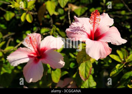 Pink Hibiscus flower on tree in the Algarve, Portugal. Stock Photo