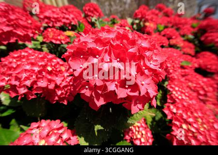 Red Hortensia in full bloom. Stock Photo