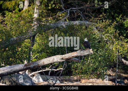 Bald eagle Haliaeetus leucocephalus, adult perched on fallen tree, Nanaimo, Vancouver Island, British Columbia, Canada, August Stock Photo