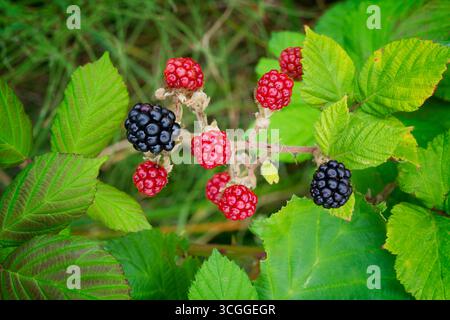 Blackberries growing wild on a Bramble plant Stock Photo