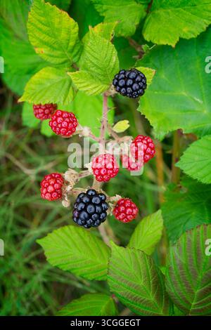 Blackberries growing wild on a Bramble plant Stock Photo