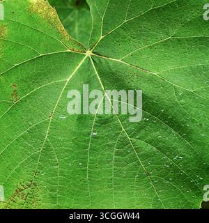 Green grape leaf with distinct veins close-up Stock Photo