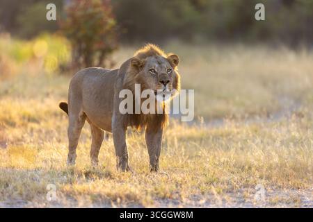 A dominant male lion from the Okavango Delta stands perfectly in the soft backlight, Selinda, Botswana, Africa Stock Photo
