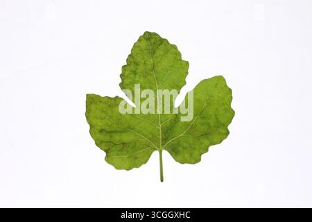 Green fig leaf isolated on a white background. Stock Photo