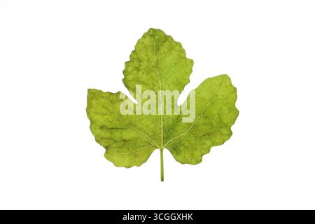 Green fig leaf isolated on a white background. Stock Photo