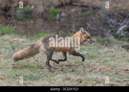 Red Fox (Vulpes vulpes).  April snow shower in Acadia National Park, Maine, USA. Stock Photo