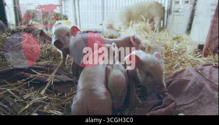 Huddling seven piglets on straw and blanket in barn stall, with metal bars and infographic overlays Stock Photo