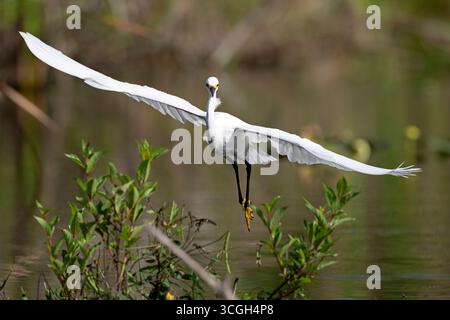 Snowy Egret (Egretta thula).  March in Everglades National Park, Florida. Stock Photo