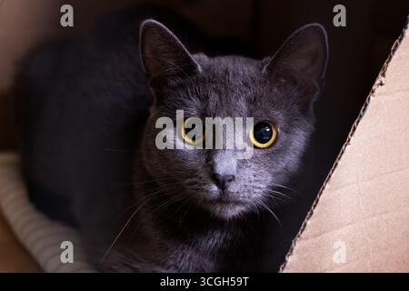 A captivating gray cat with vibrant yellow eyes peers out from a cardboard box, showcasing its curious and playful demeanor. Stock Photo