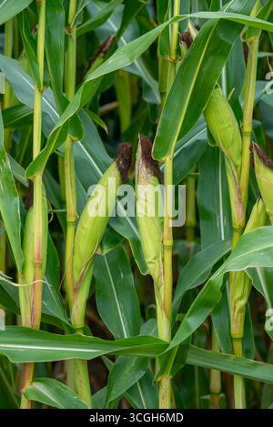 Close-up of female inflorescences, maize stalks, leaves, ears and corn silk in maizefield / cornfield / field of maize (Zea mays) in summer Stock Photo
