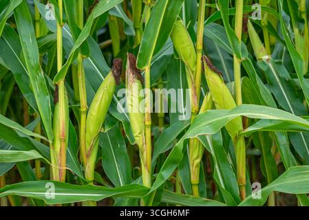 Close-up of female inflorescences, maize stalks, leaves, ears and corn silk in maizefield / cornfield / field of maize (Zea mays) in summer Stock Photo