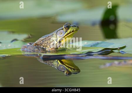 Green Frog (Lithobates clamitans) on a lily pad. Acadia National Park, Maine, USA. Stock Photo