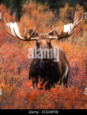 My favorite shot of a big bull moose in Alaska. The rut was on and the autumn colors epic! Stock Photo