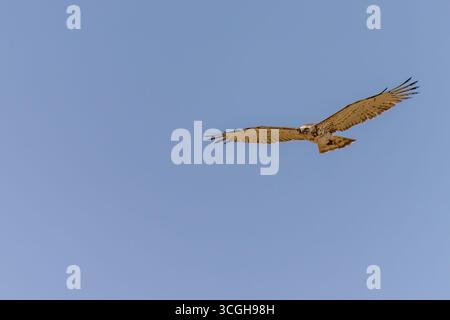 Short-toed snake eagle Stock Photo