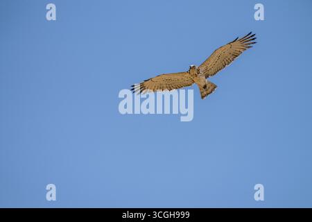 Short-toed snake eagle Stock Photo
