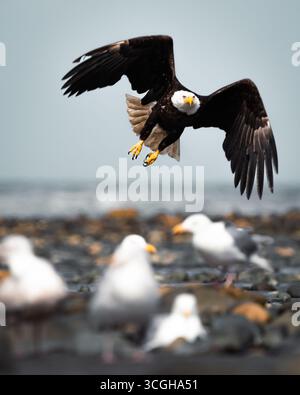 Capturing some flying eagles in Alaska! Stock Photo