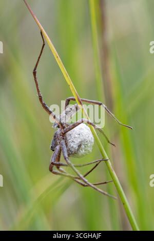 Female nursery web spider (Pisaura mirabilis) carrying her egg sac under her body, England, UK Stock Photo