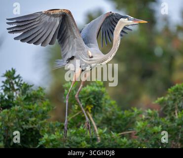 Great Blue Heron (Ardea herodias).  March at the Audubon Venice Rookery, Florida. Stock Photo