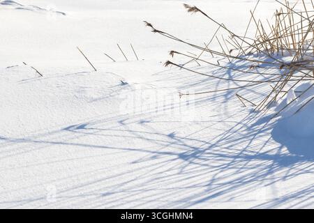 A serene wintry scene featuring dry reeds casting long shadows on pristine snow under bright sunlight, accentuating natural beauty and tranquility Stock Photo