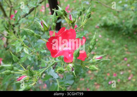 Rosa kordesii, Dortmund Stock Photo