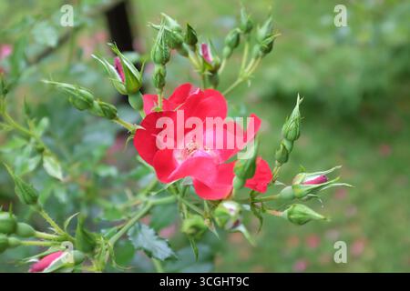Rosa kordesii, Dortmund Stock Photo