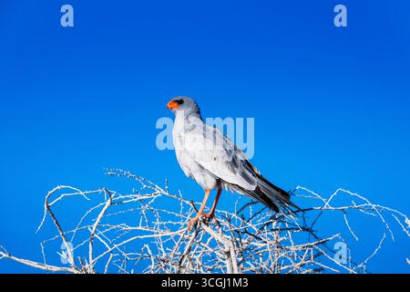 Pale chanting goshawk standing in a tree Stock Photo