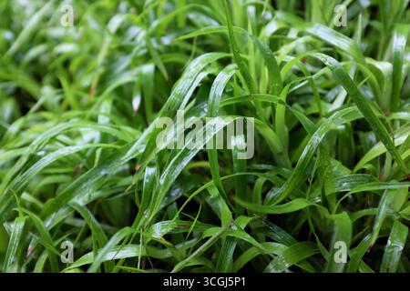 guttation philodendron Philodendron 'Painted Lady' – Foliage Factory main image 0