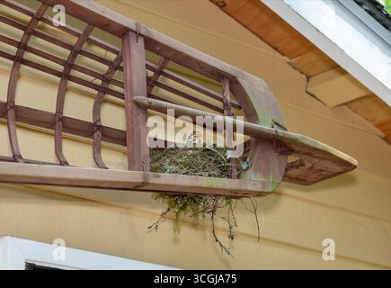 Issaquah, Washington, USA. Nest of baby American Robins begging for food from their parents, with the nest built in an open boat frame. Stock Photo