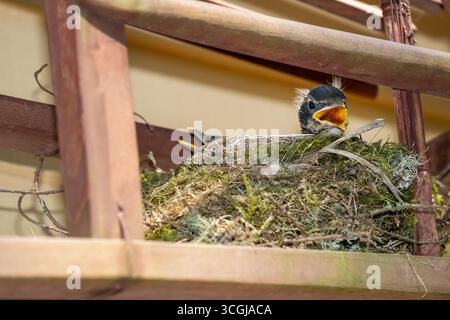 Issaquah, Washington, USA. Nest of baby American Robins begging for food from their parents, with the nest built in an open boat frame. Stock Photo