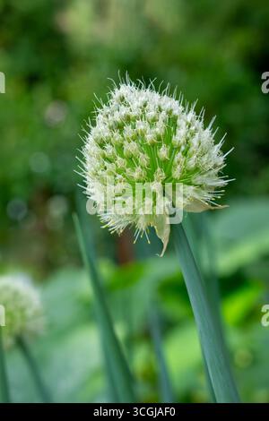 Issaquah, Washington, USA. Welsh onions, also known as bunching onions or scallions, are a type of onion (Allium fistulosum) that do not form a bulb. Stock Photo