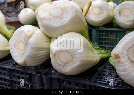 Fresh white raw organic fennel bulds on food market in Palermo, Sicily, finocchio vegetables close up Stock Photo