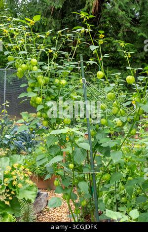 Issaquah, Washington, USA.  Tomatillo plants ready to harvest Stock Photo